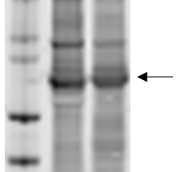 Ara h1, clone 17 in the group Antibodies Plant/Algal  / Food Proteins/Allergens at Agrisera AB (Antibodies for research) (AS16 3977)